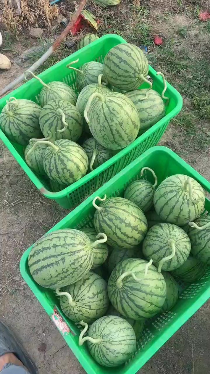 口口脆