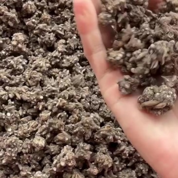 淮滨猫爪草