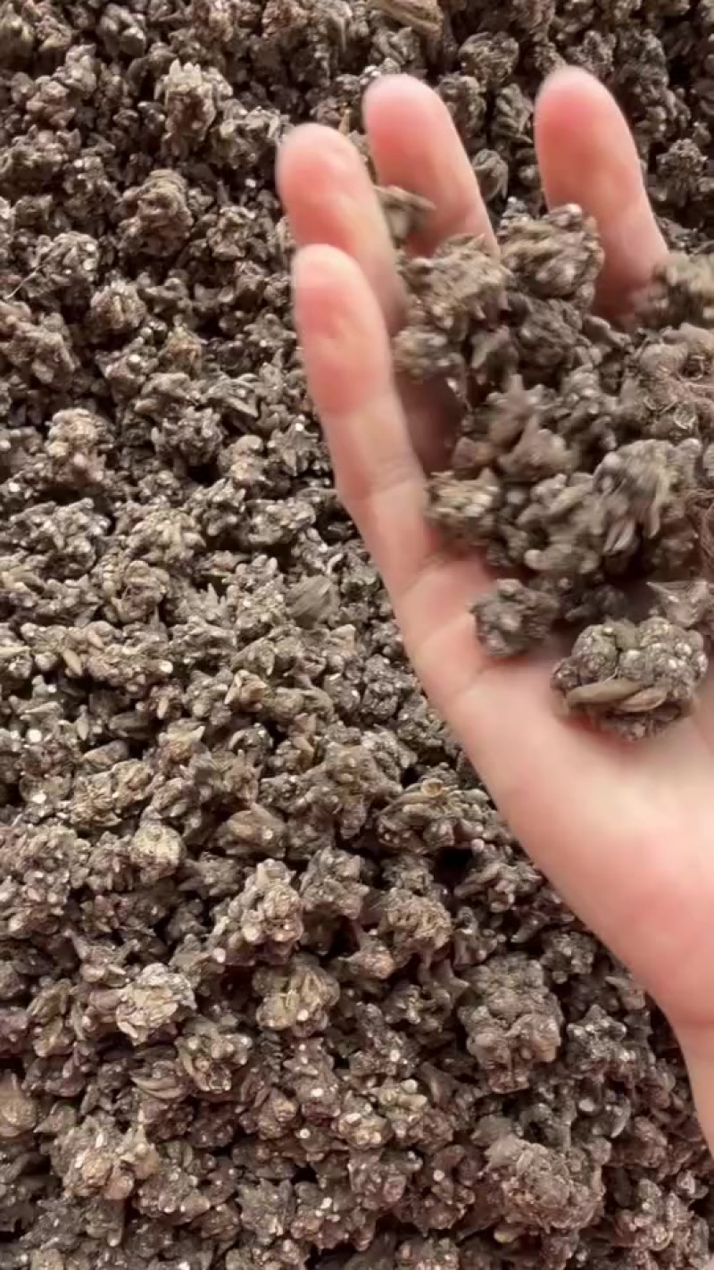淮滨猫爪草