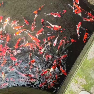 锦鲤