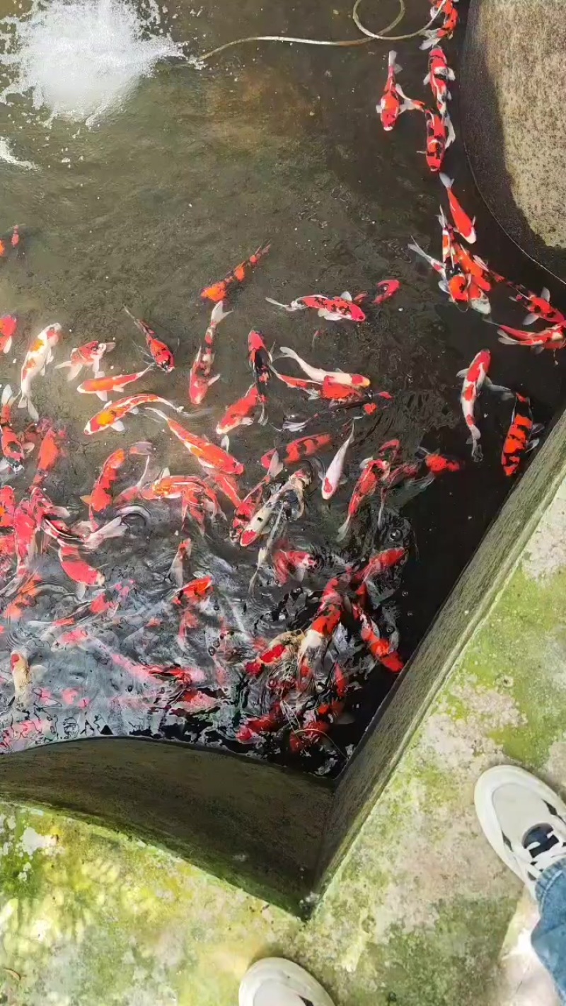 锦鲤