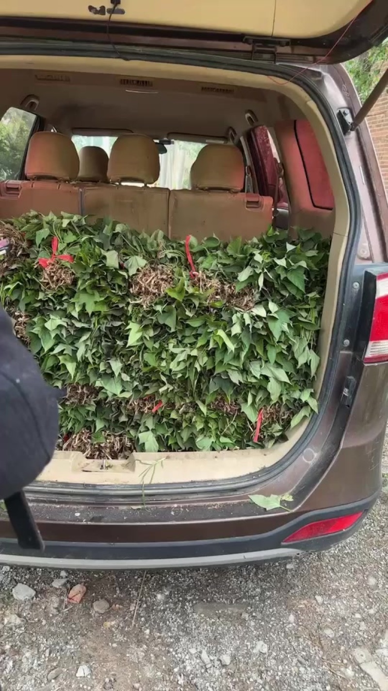 西瓜红，烟薯，红瑶，商薯19，大量出售