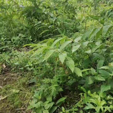 鸡头黄精，多花黄精有需要联系我