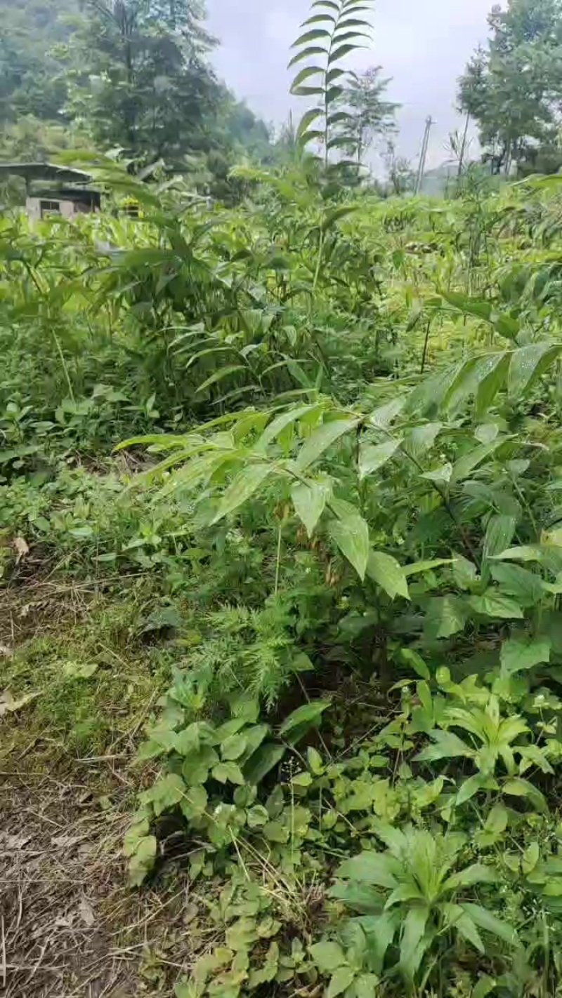 鸡头黄精，多花黄精有需要联系我