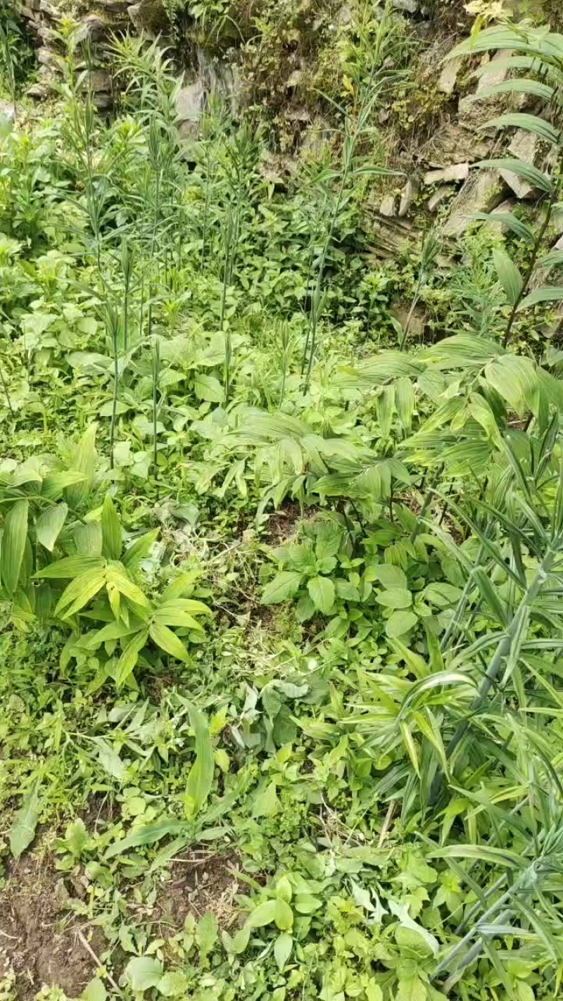 鸡头黄精，多花黄精有需要联系我
