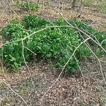 小兴安岭野生寒葱