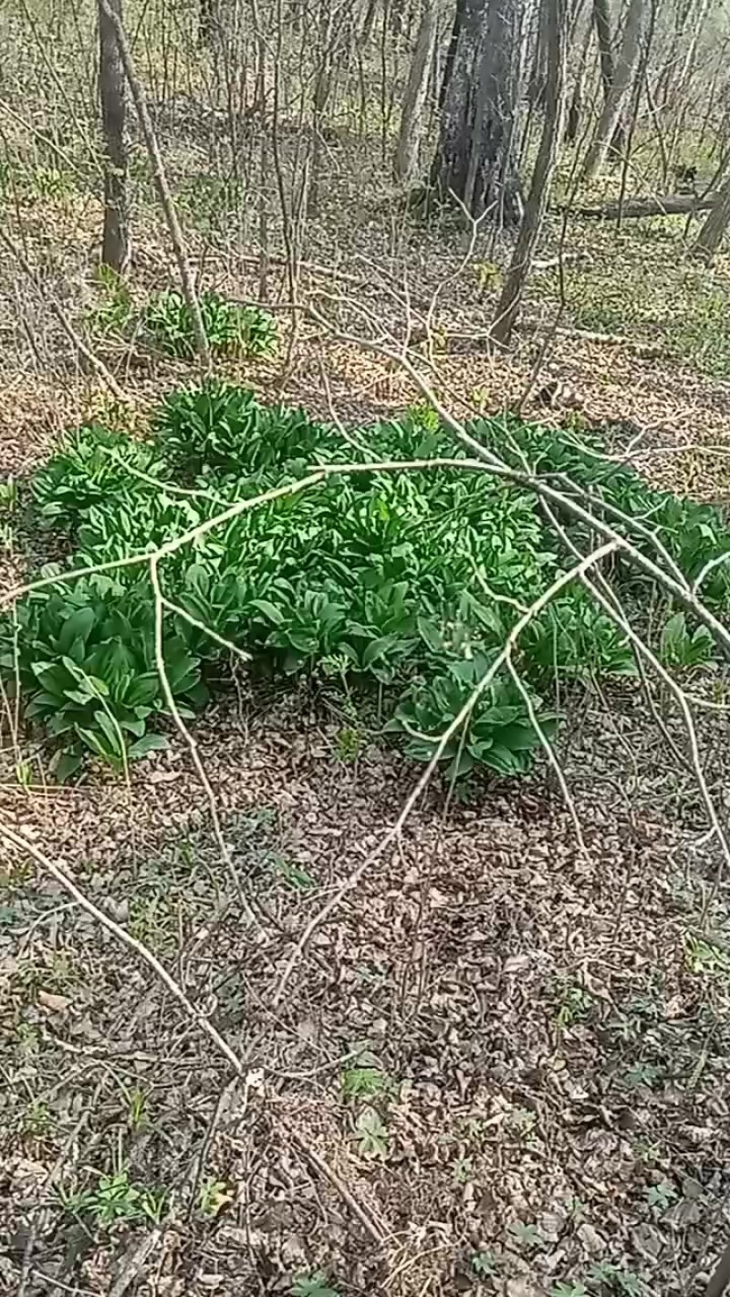 小兴安岭野生寒葱