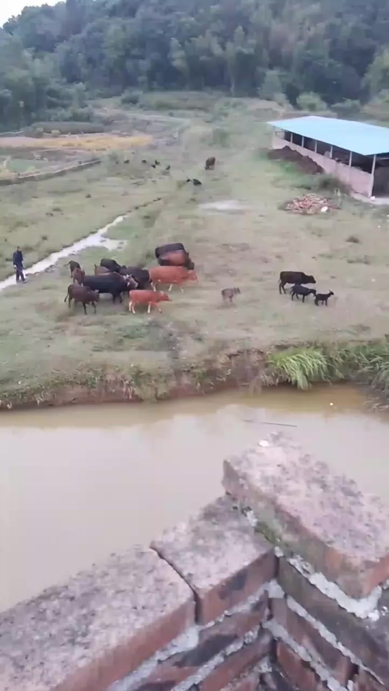 活牛