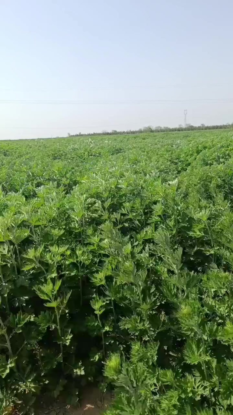 鲜艾草