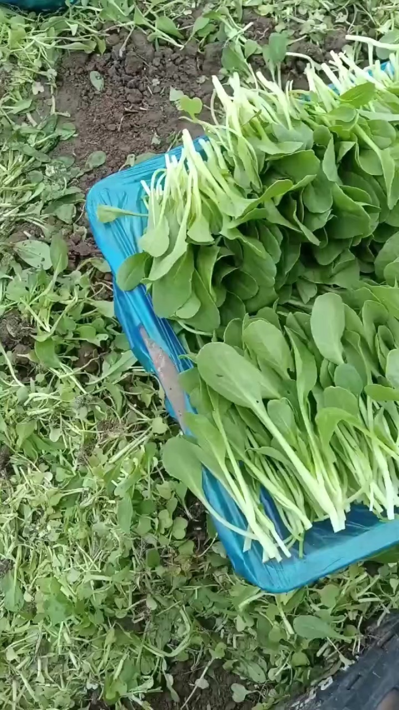 青菜，毛白菜，鸡毛菜，广东菜心，红米线，空心菜，大量有货