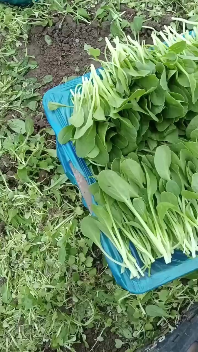 青菜，毛白菜，鸡毛菜，广东菜心，红米线，空心菜，大量有货