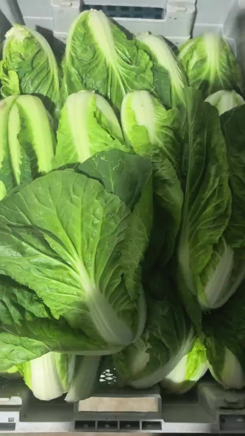 精品毛白菜，快菜，杭白菜，