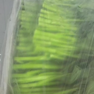 广东菜心，要精品看过来