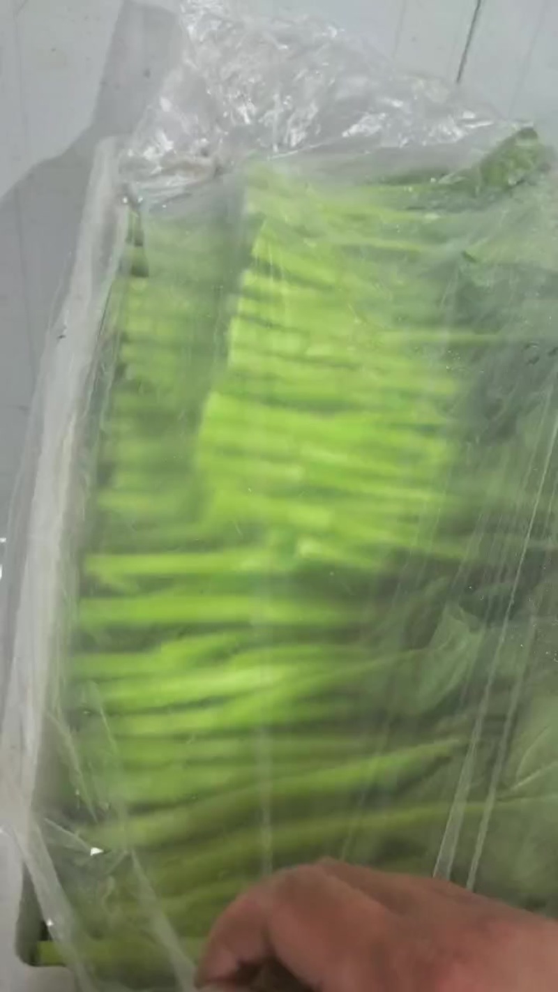 广东菜心，要精品看过来