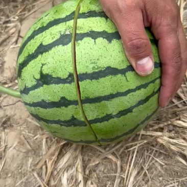 无籽麒麟西瓜
