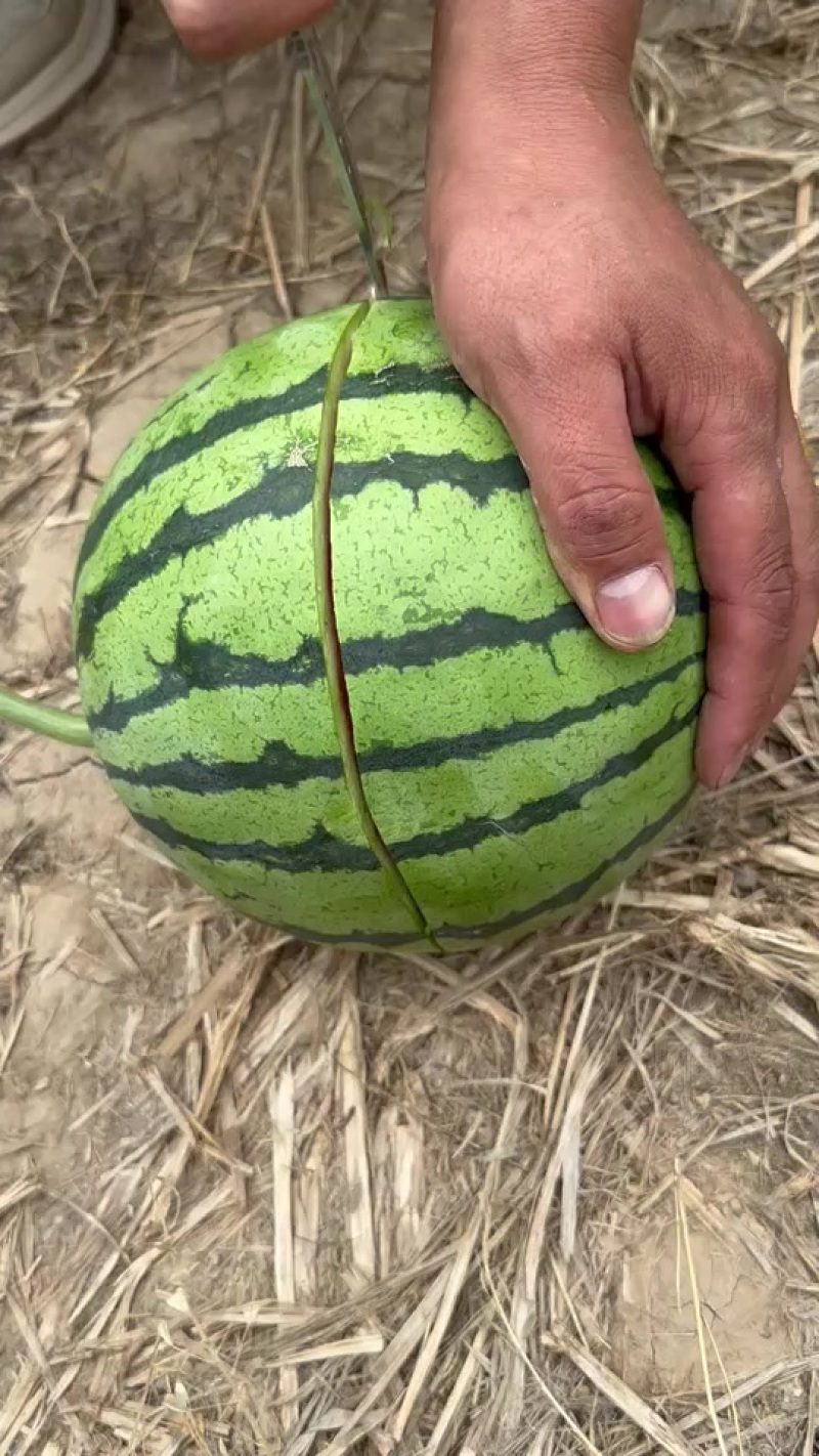 无籽麒麟西瓜
