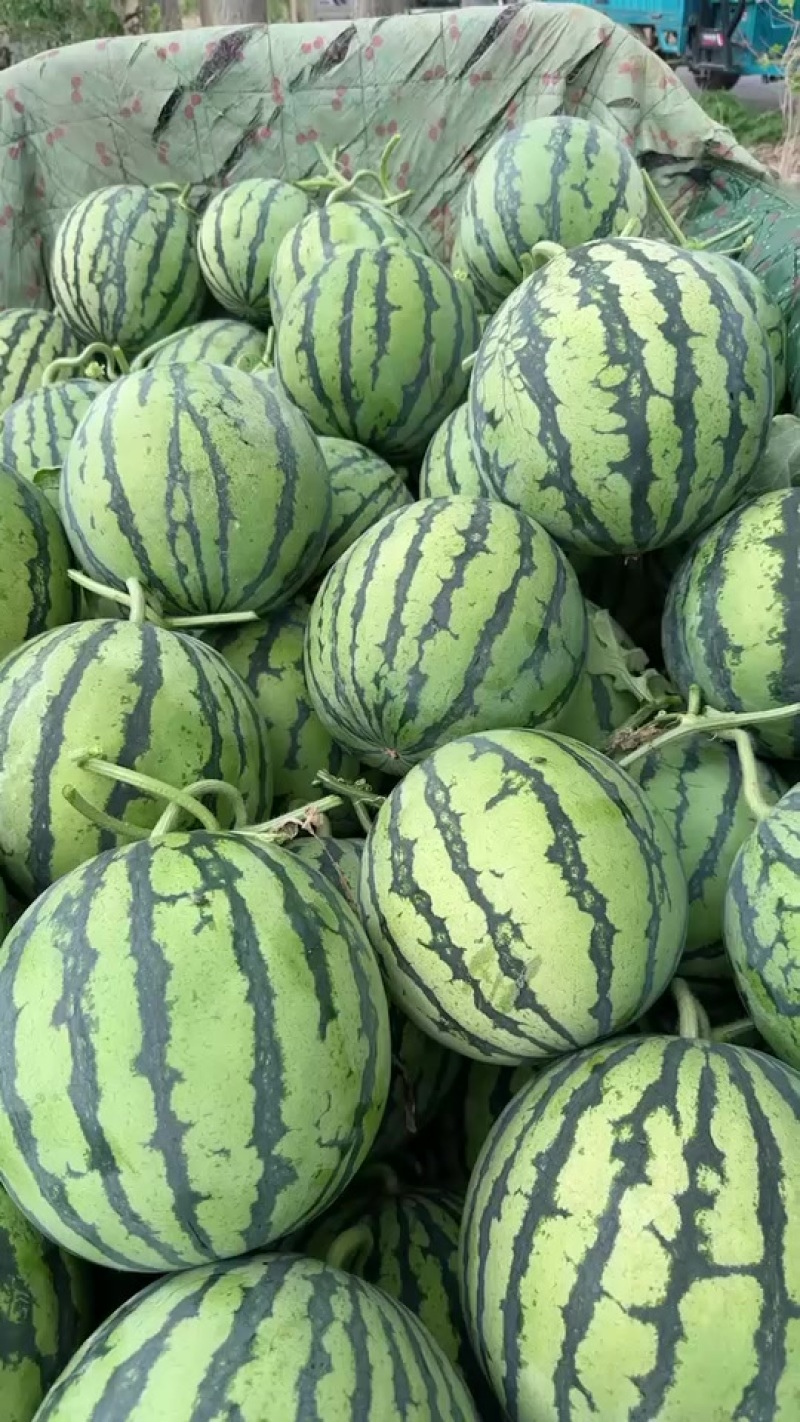 无籽麒麟西瓜