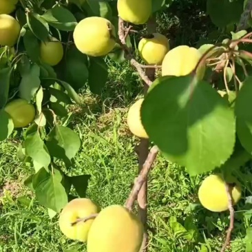 凯特大黄杏大量上市欢迎市场或电商老板，对接，大量有货