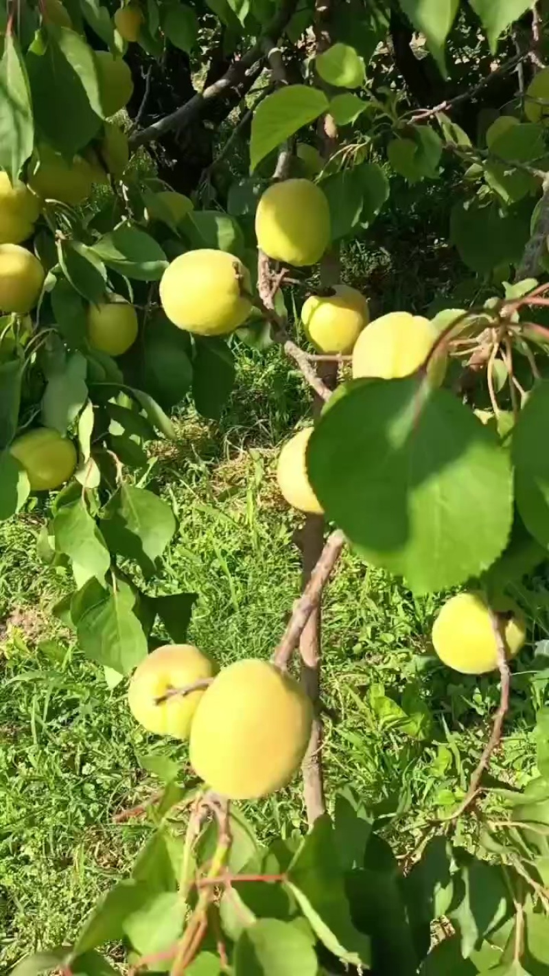 凯特大黄杏大量上市欢迎市场或电商老板，对接，大量有货