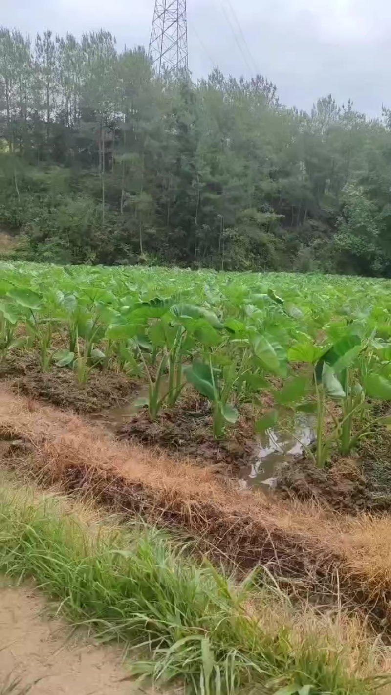 想定的可以来