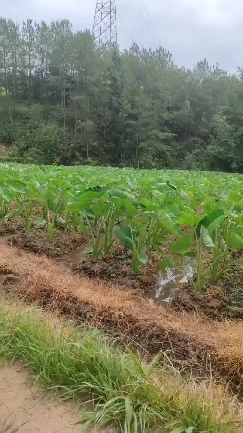 想定的可以来