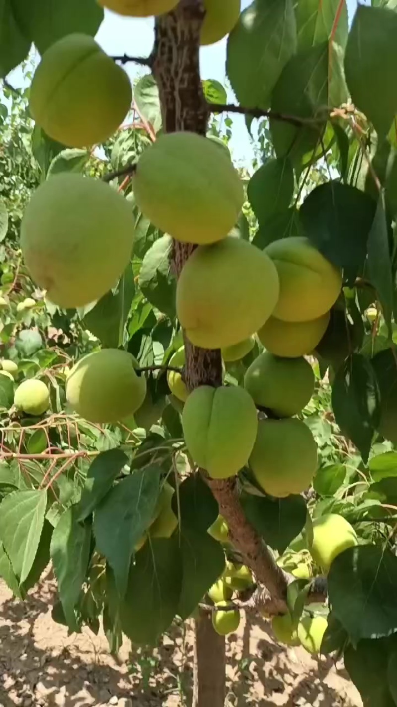 凯特大黄杏大量上市欢迎市场或电商老板，对接，大量有货