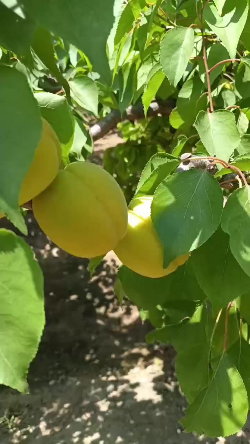 凯特大黄杏大量上市欢迎市场或电商老板，对接，大量有货