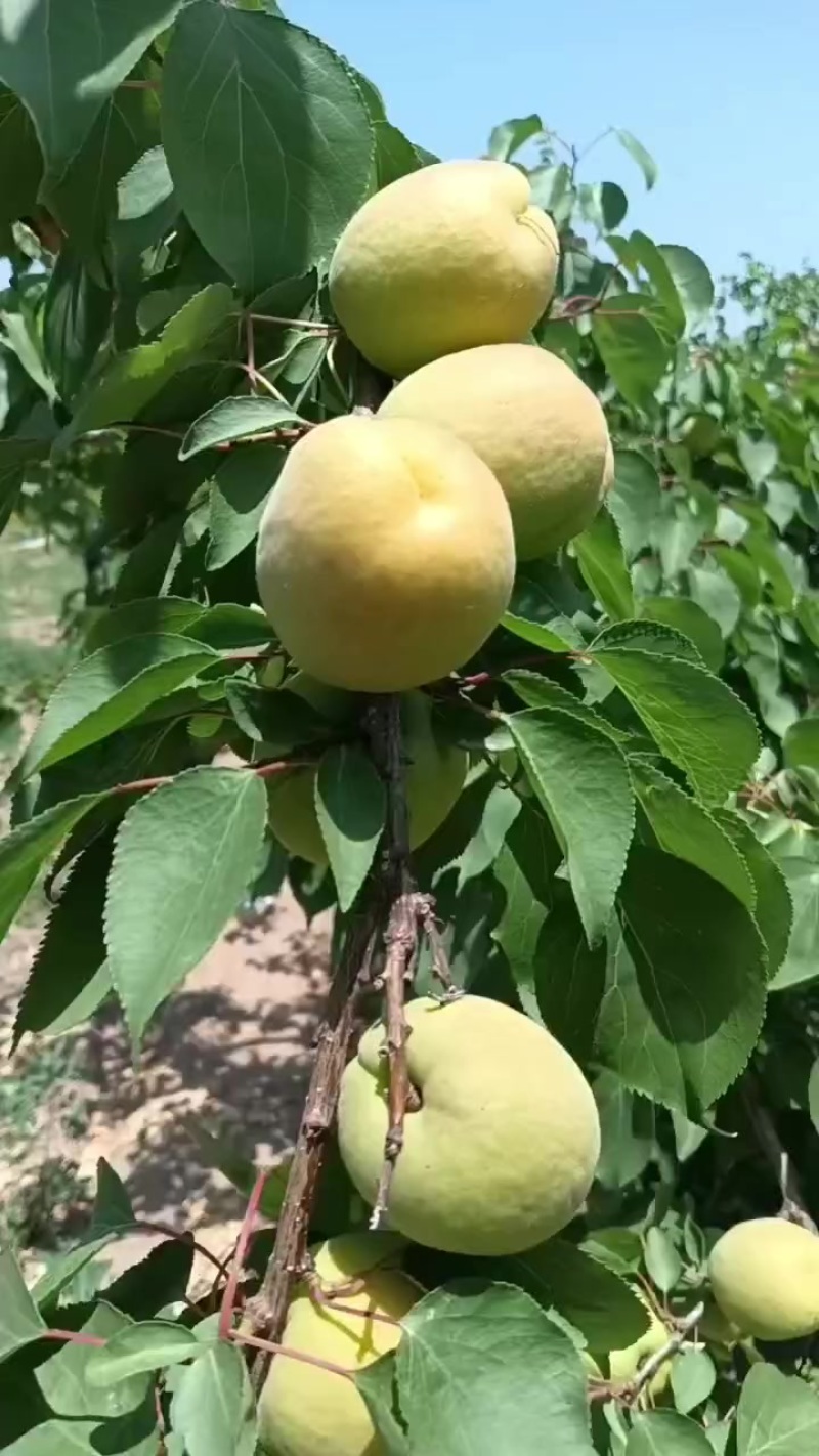 凯特大黄杏大量上市欢迎市场或电商老板，对接，大量有货