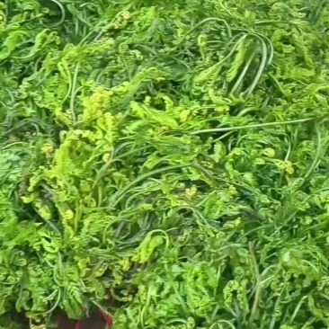 云南大山里野生蕨蕨菜，长期有采新鲜货