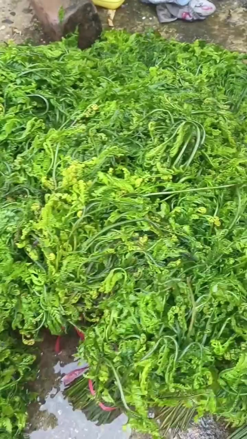 云南大山里野生蕨蕨菜，长期有采新鲜货