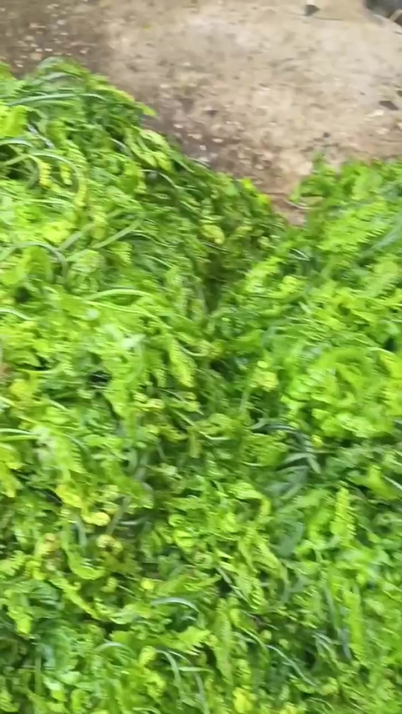 云南大山里野生蕨蕨菜，长期有采新鲜货