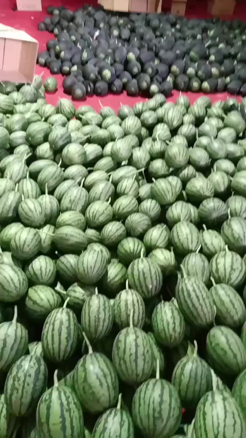 奶油小吊瓜