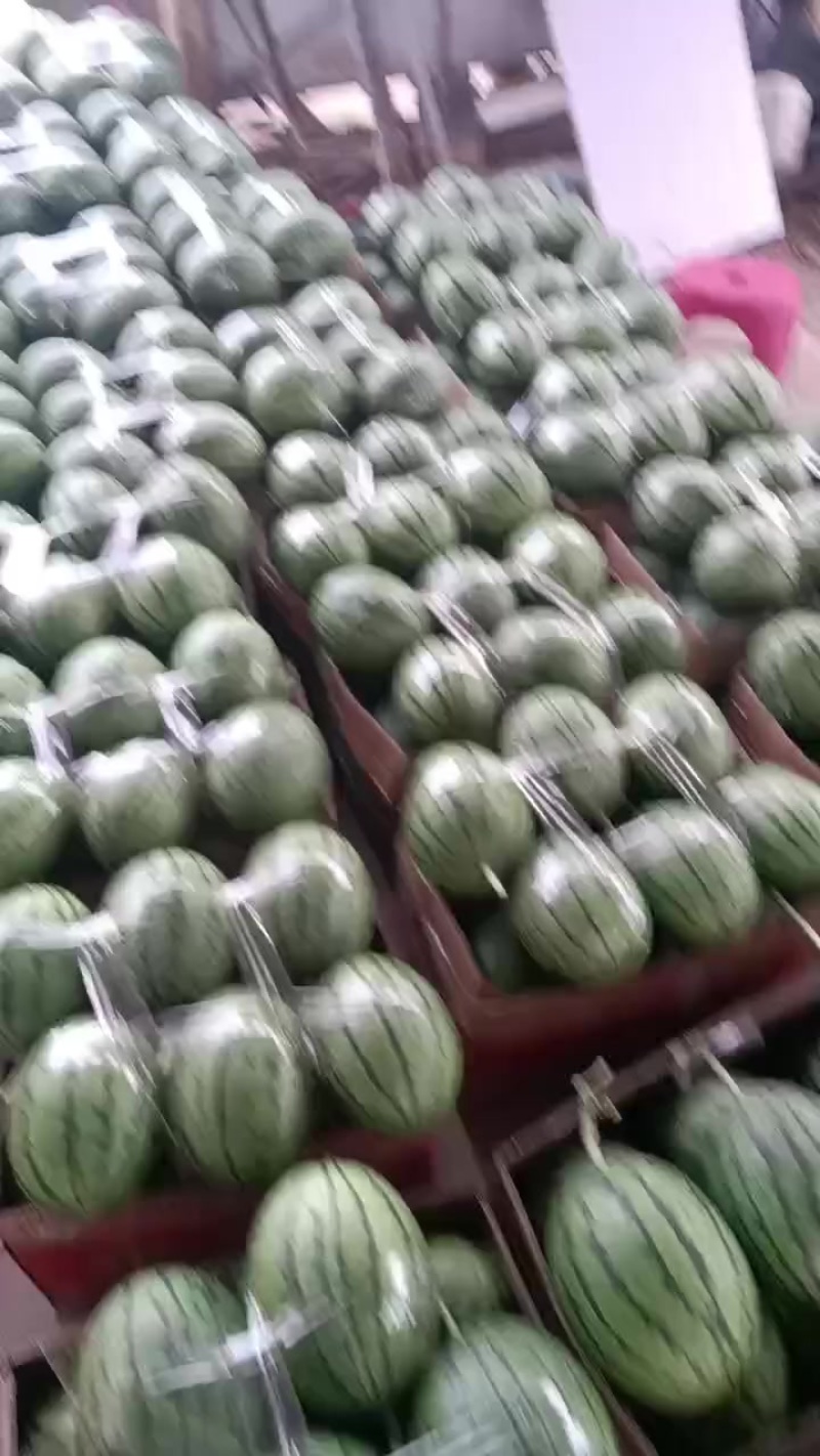 小吊瓜小糖丸2k奶油小吊瓜