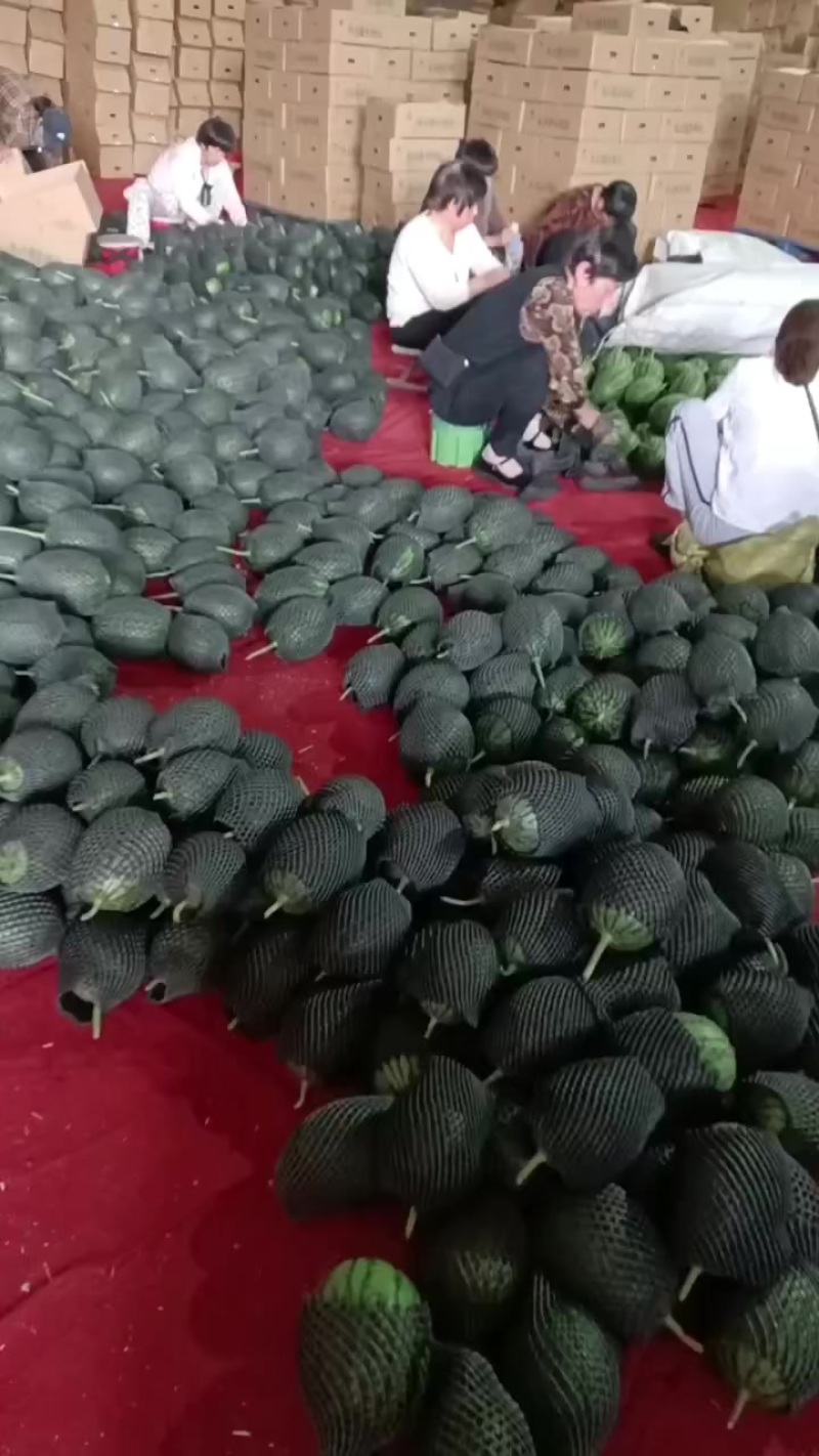 小吊瓜小糖丸2k奶油小吊瓜