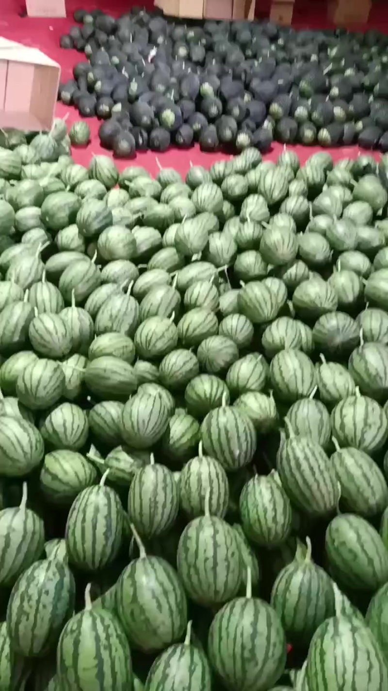 小吊瓜小糖丸2k奶油小吊瓜