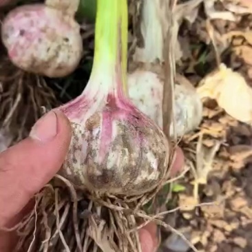 商河大青稞蒜种陆续上货