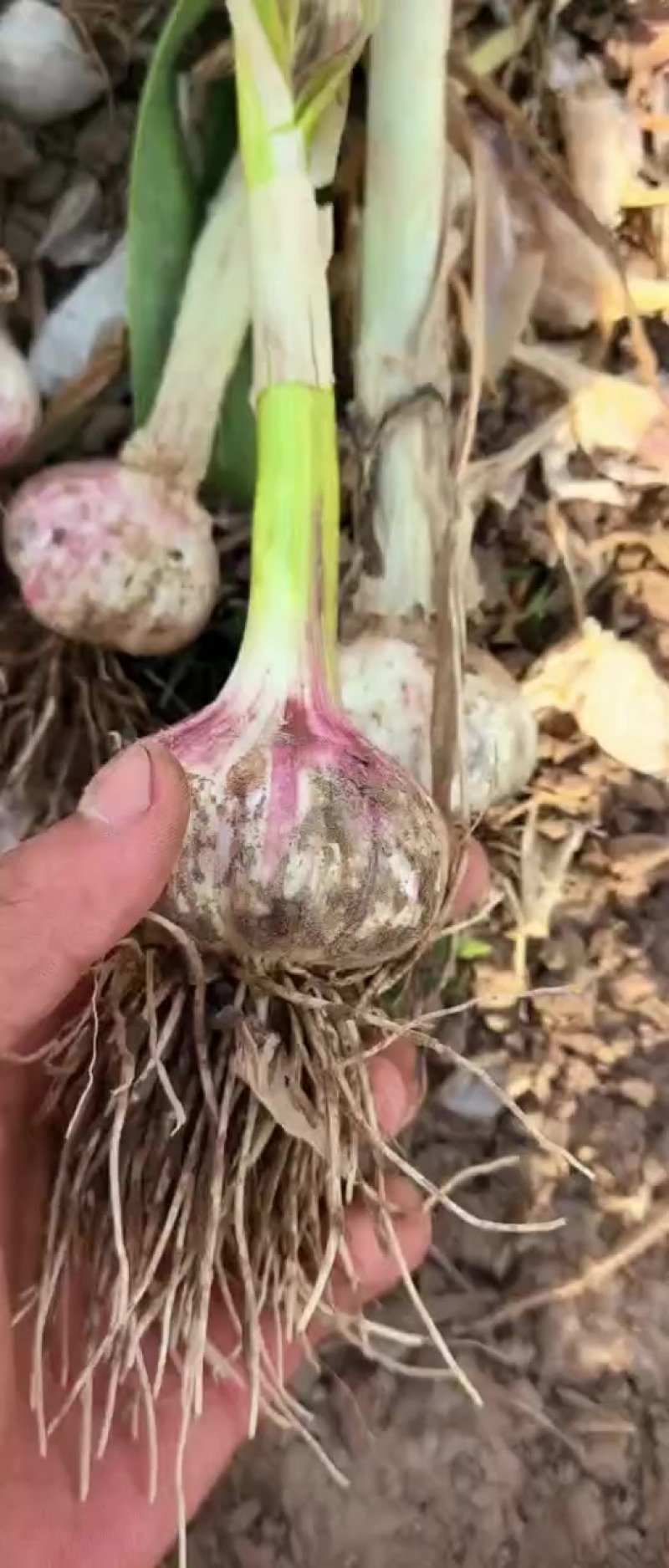 商河大青稞蒜种陆续上货