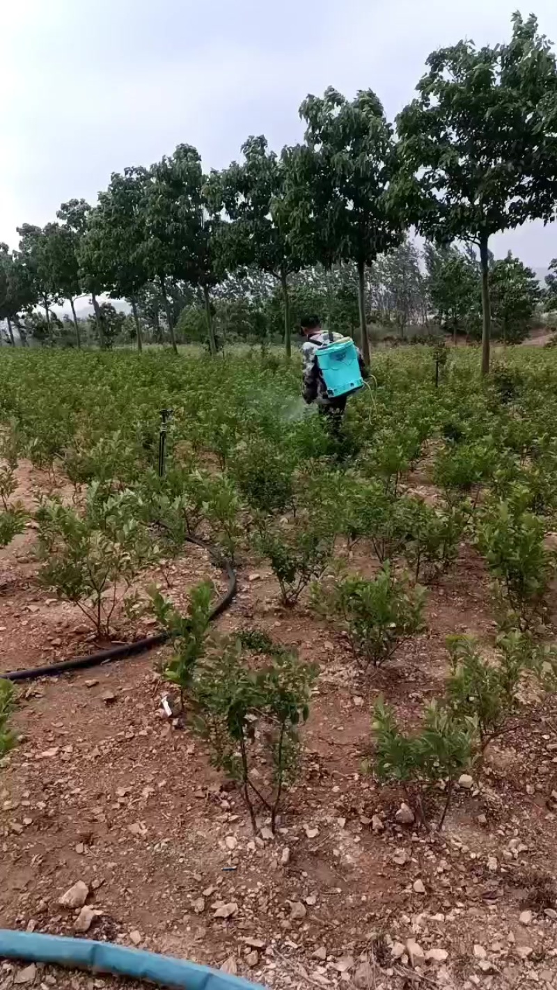 北美冬青基地批发