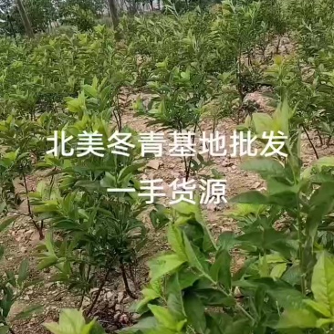北美冬青基地批发