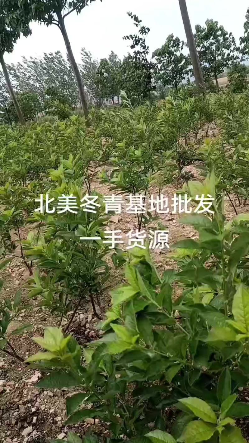北美冬青基地批发