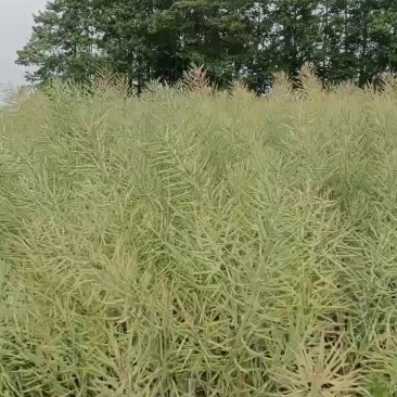 云南腾冲油菜籽