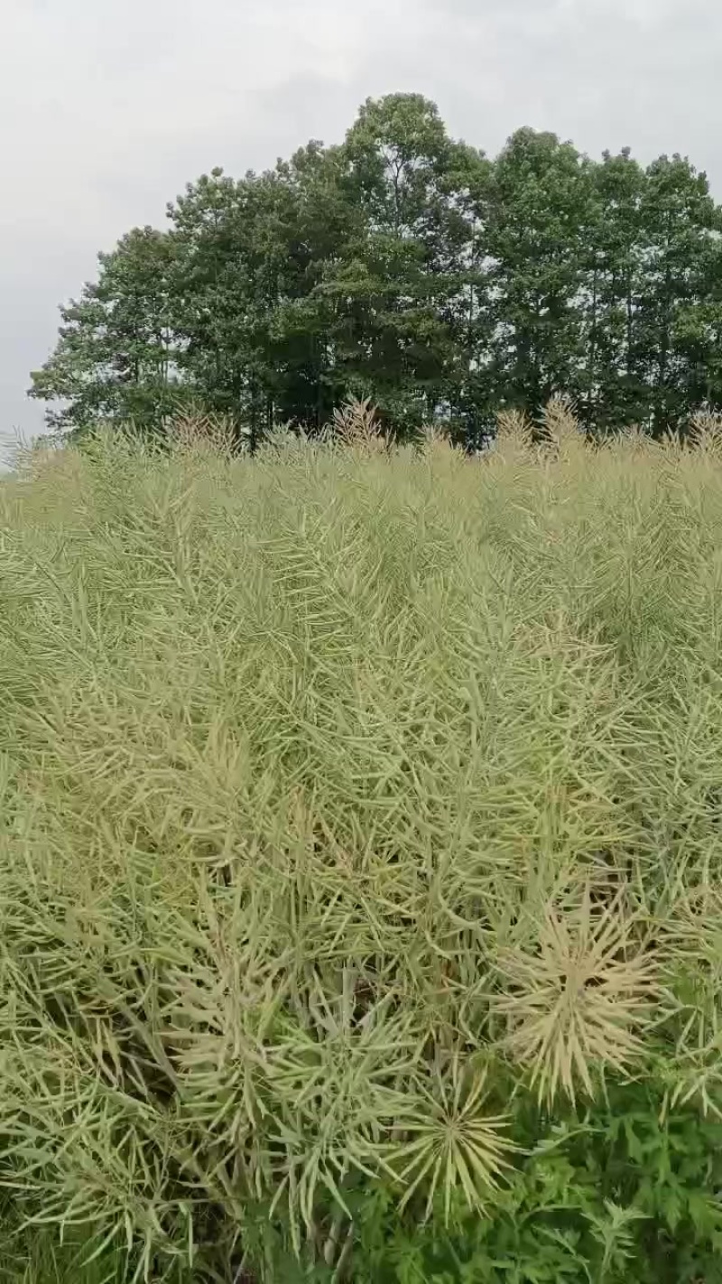 云南腾冲油菜籽