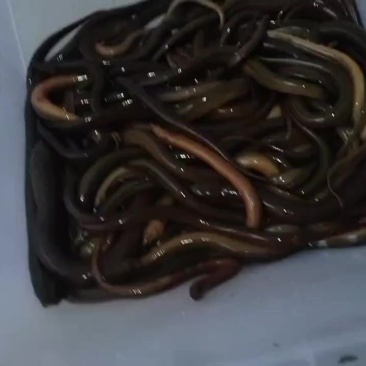 黄鳝