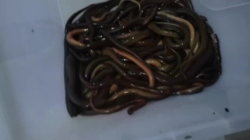 黄鳝