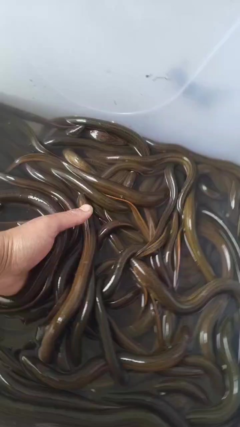 黄鳝