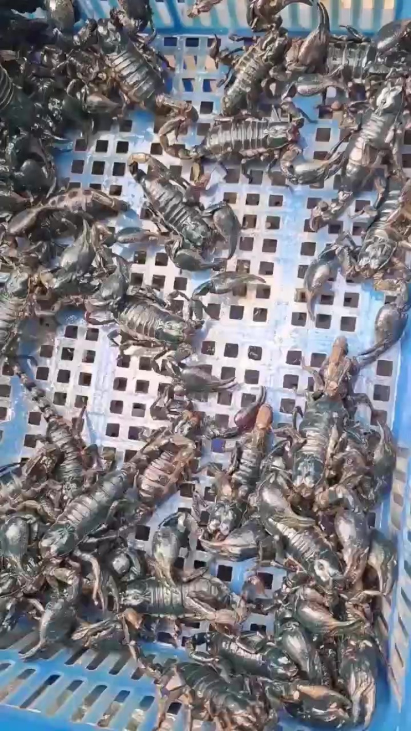 雨林蝎，