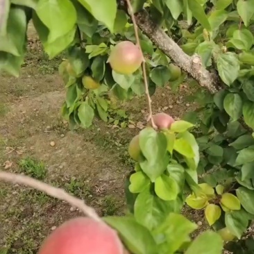露天杏丰园红大量上市