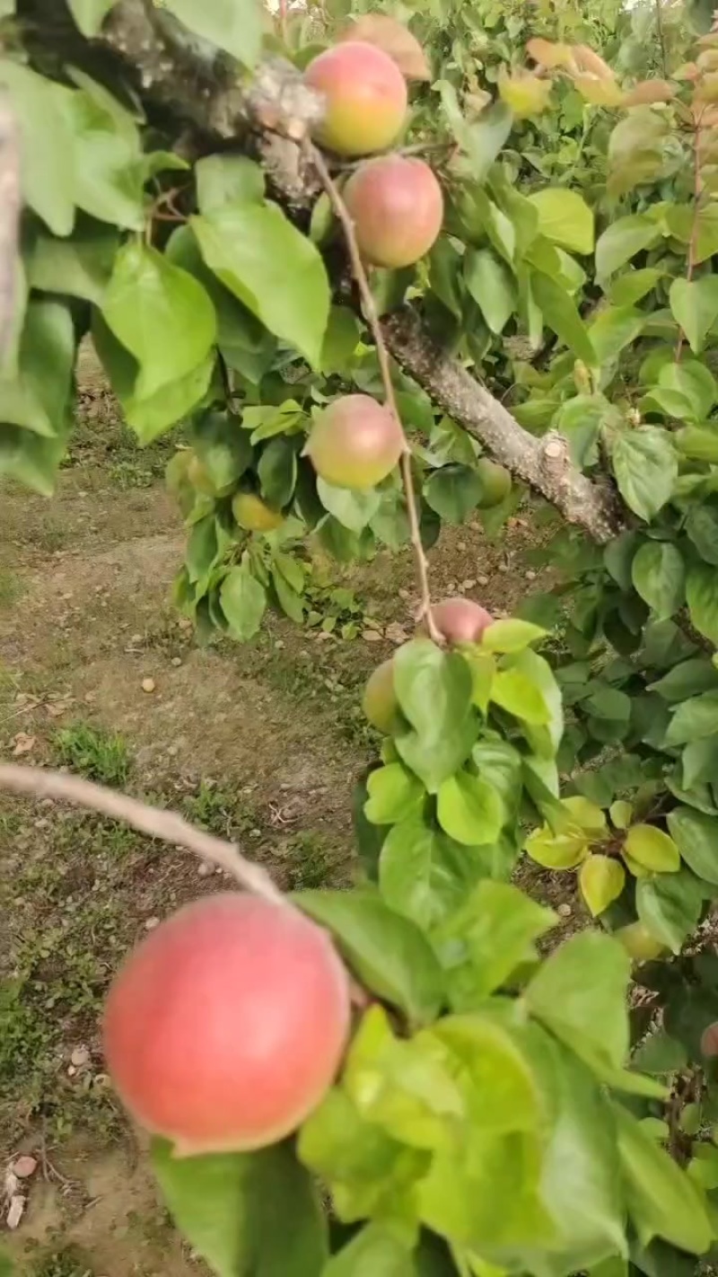 露天杏丰园红大量上市