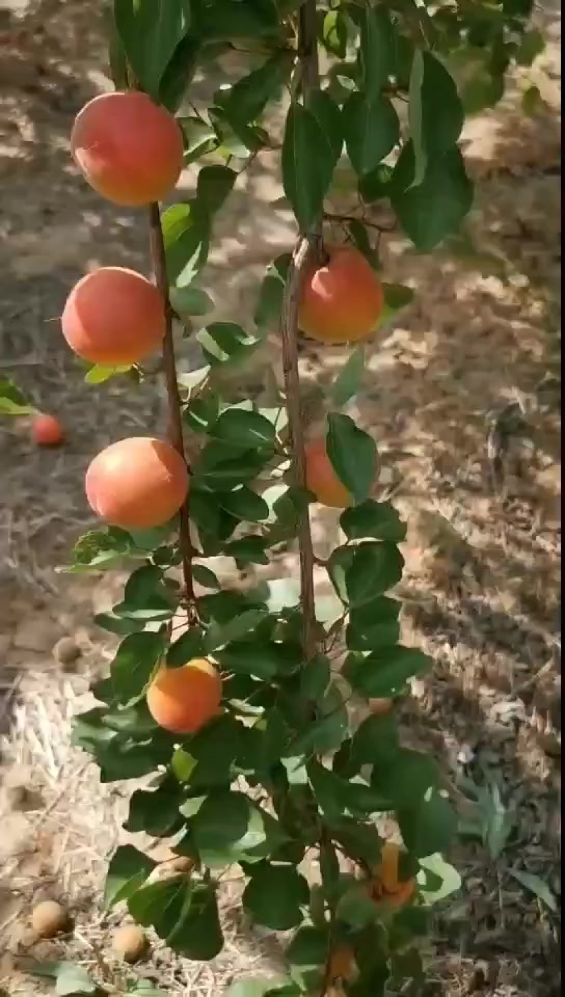 露天杏丰园红大量上市