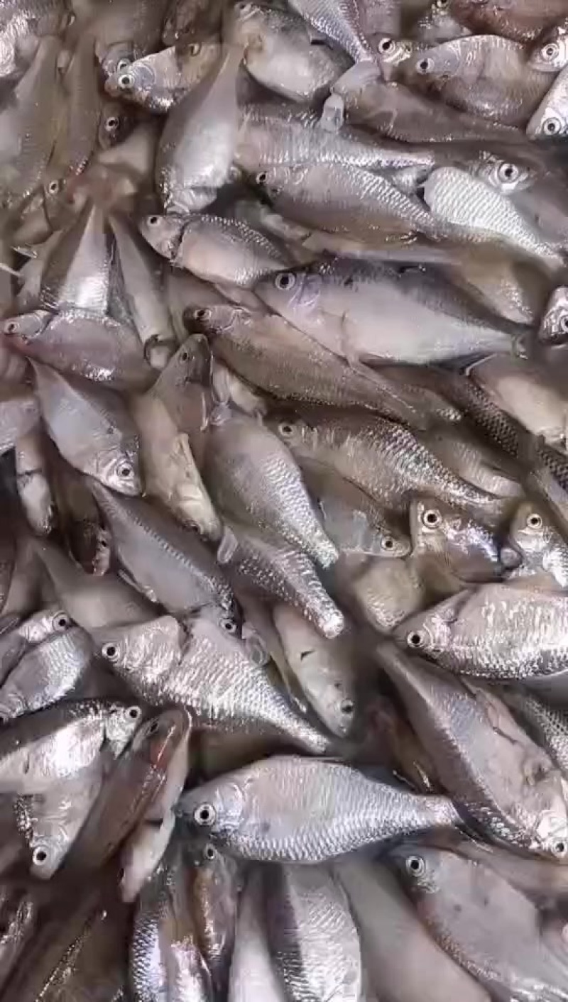 去肚鲜冻鳑鲏鱼